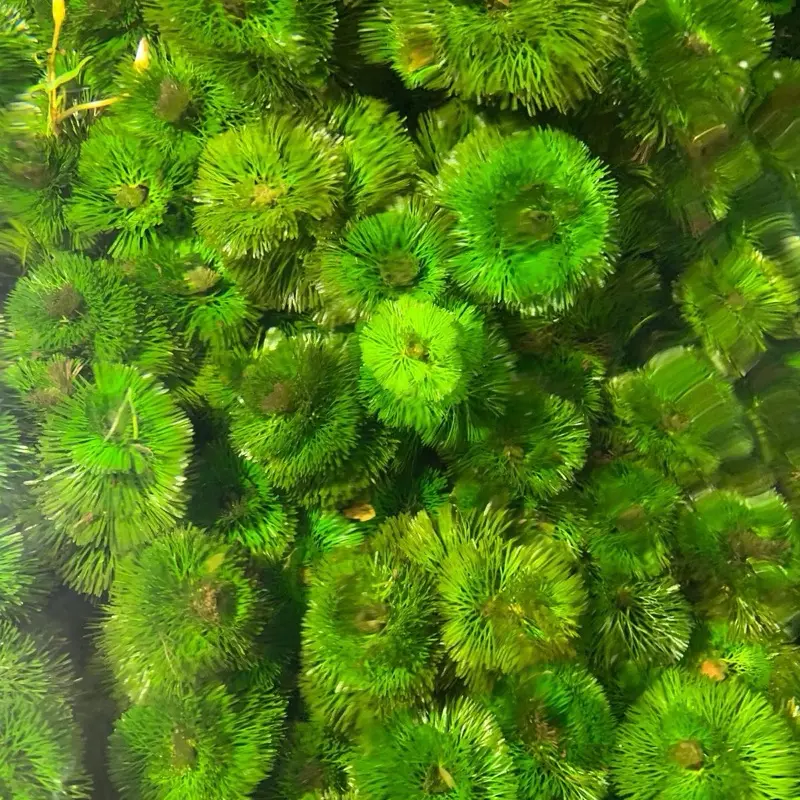 BUY 2 GET 1 FREE!!! Green Cabomba Caroliniana Live Aquarium Plant