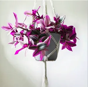 Tradescantia 'Nanouk' Live Plant 4-inch Pot Variegated Beauty Fully Rooted in Starter Planter for Indoor Outdoor Home Office Wedding Decoration Party Favor