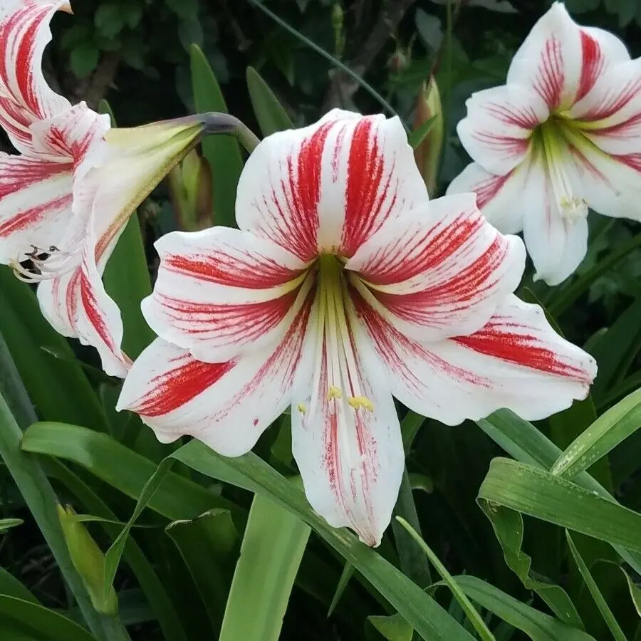 Amaryllis - Hippeastrum- 5 Bulbs 2021 White with Red Stripes Outdoor Type
