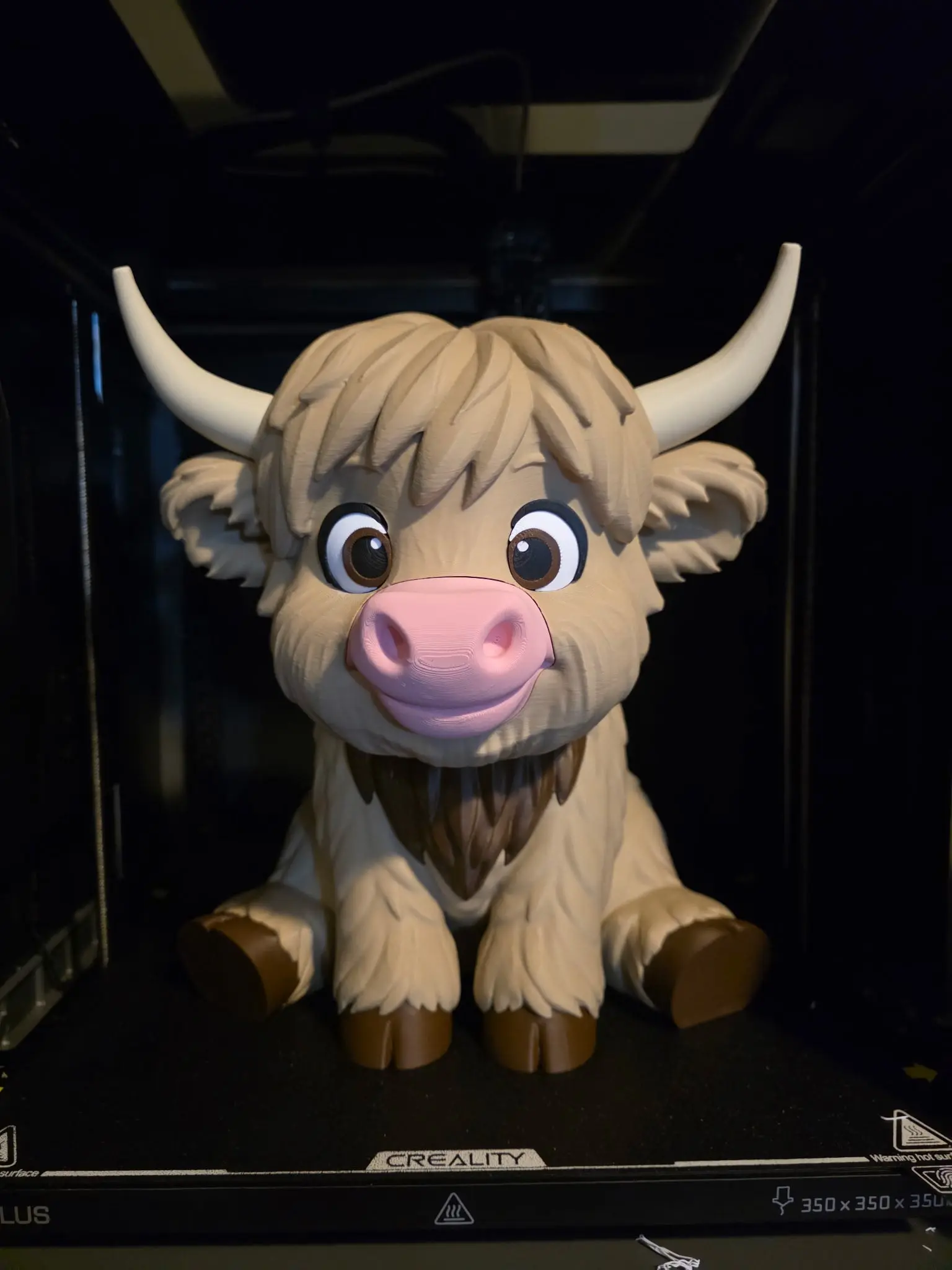 Highland Cow