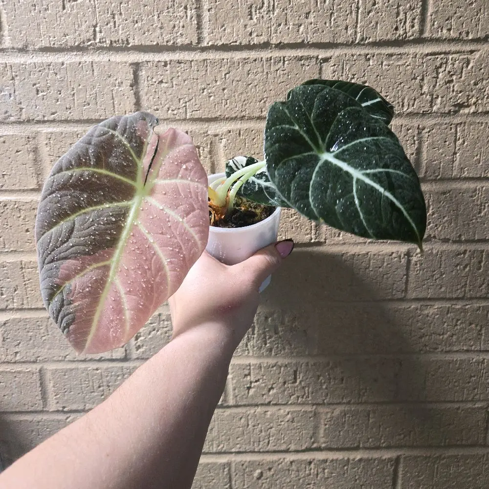 alocasia black velvet variegated pink