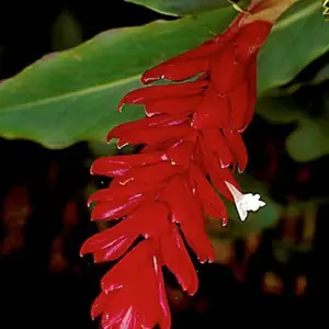 Dwarf Red Ginger Plant - Alpinia purpurata - Live Plant 3-6 inches tall in a pot.