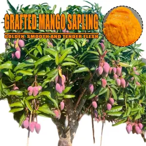 Premium Fresh Mango Tree Live Seedlings, Soft Glutinous Sweet Mango Fruit, Home Garden Tropical Fruit Plant