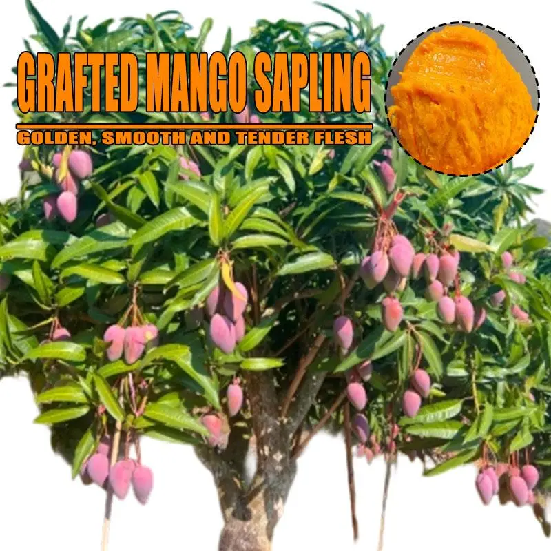 Premium Fresh Mango Tree Live Seedlings, Soft Glutinous Sweet Mango Fruit, Home Garden Tropical Fruit Plant