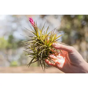 Tillandsia Tenuifolia Air Plant Clumps