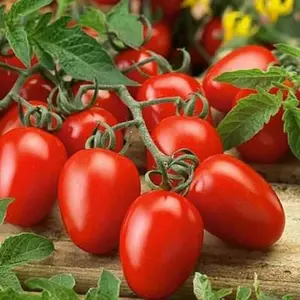 Roma VF Tomato Seeds | NON-GMO | Heirloom