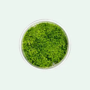 Riccia Fluitans Tissue Culture