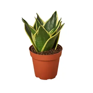Snake Plant Black Gold - Nursery Pot 4-inch low maintenance indoor plant indoor houseplant Easy-to-Grow Air