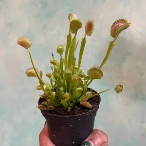 2 inch Venus fly trap