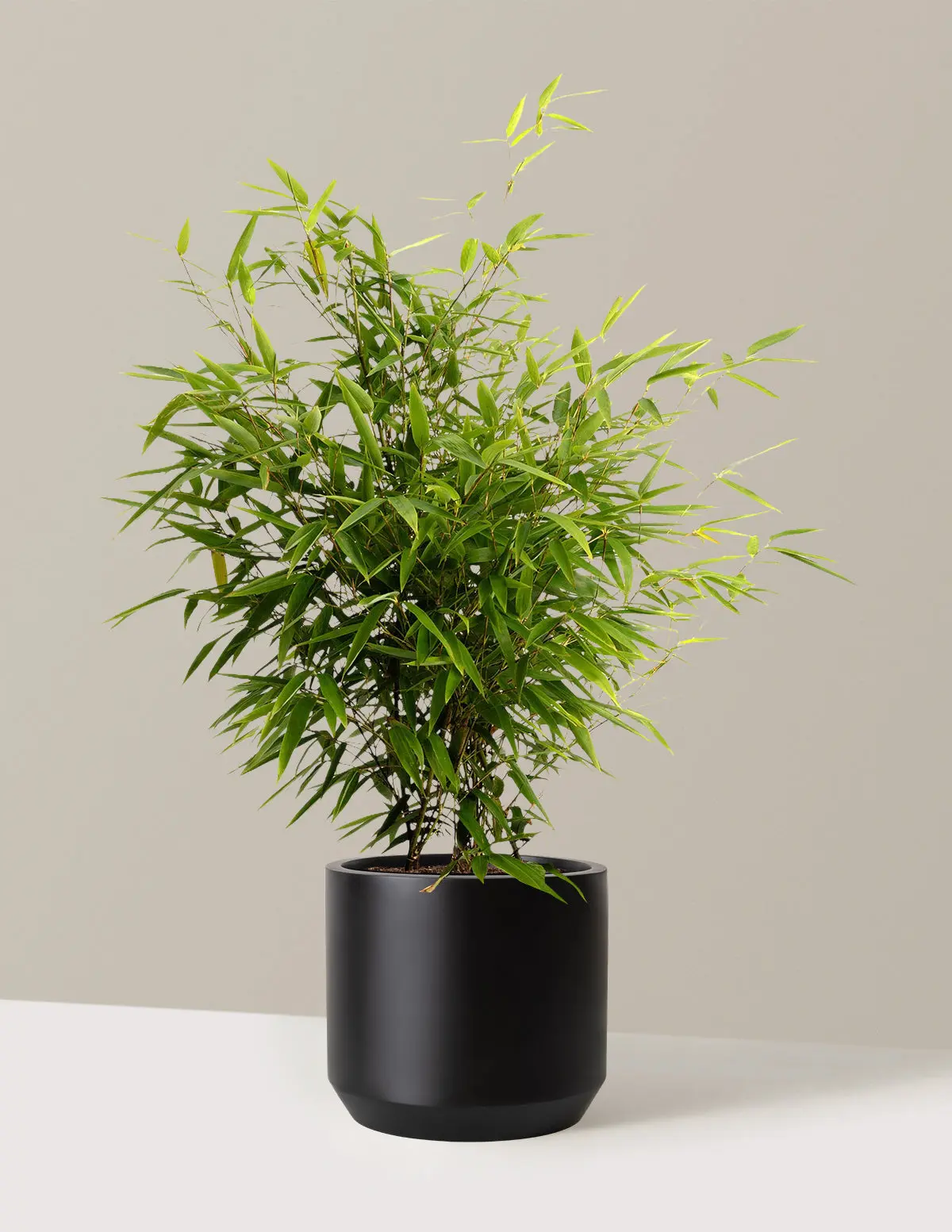 Black Bamboo