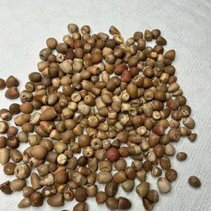 Puja Supari Whole Betel Nut Areca Nut for Pooja Sacred Supari for Hindu Rituals and Festivals Temple and Home Puja Essentials