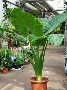Alocasia - Calidora