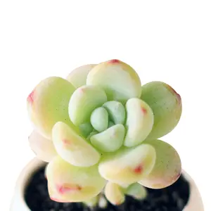 Peach Succulent Plant, Living Mini Plant, 2 Inch Living Dwarf Grass Plant Echeveria Melaco, Real Home Office Wedding Decoration DIY Project Party Gifts