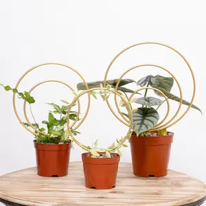 Golden Round Hoya Trellis Set of 3 - Durable Metal Support for Indoor Climbing - Mini Trellises for Hoya Pots, Pothos & Small Houseplants