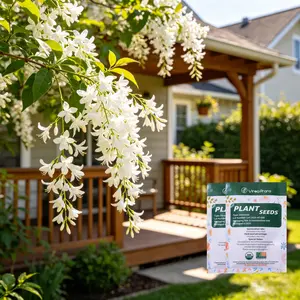 Jasmine Vine Seeds – Easy-to-Grow Climbing Flower Seeds for Home Garden, Balcony, or Patio – Fragrant, Twining Blooms Ideal for Outdoor Planting