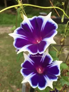 Kikyo Snowflakes ipomoea Nil Japanese Morning Glory Vine Seeds