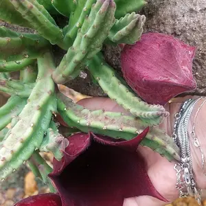 Black Bell Stapelia Leendertziae Succulent LIVE PLANT Blackbell Carrion Exotic Huernia Orbea Stapilia All Seasons Flower Seed Pack Deep Red Color