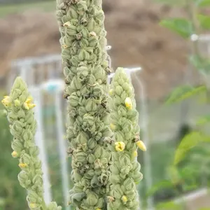 Mullein Leaf Seeds