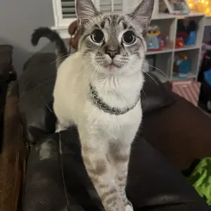 Dog Chain Diamond Collar Walking Metal Chain Necklace with Secure Buckle Pet Cuban Style Collar Jewelry Accessories for Small Medium Large Dog Cats