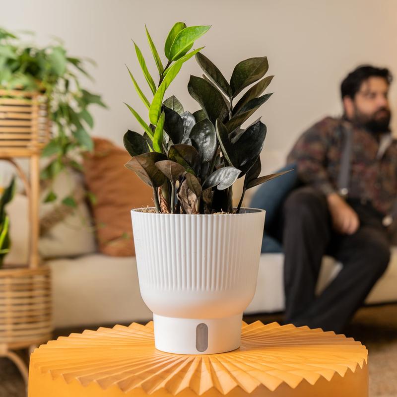 Raven ZZ Zamioculcas ‘Dowon’  | medium