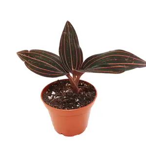 Black Jewel Orchid - 2'' from California Tropicals