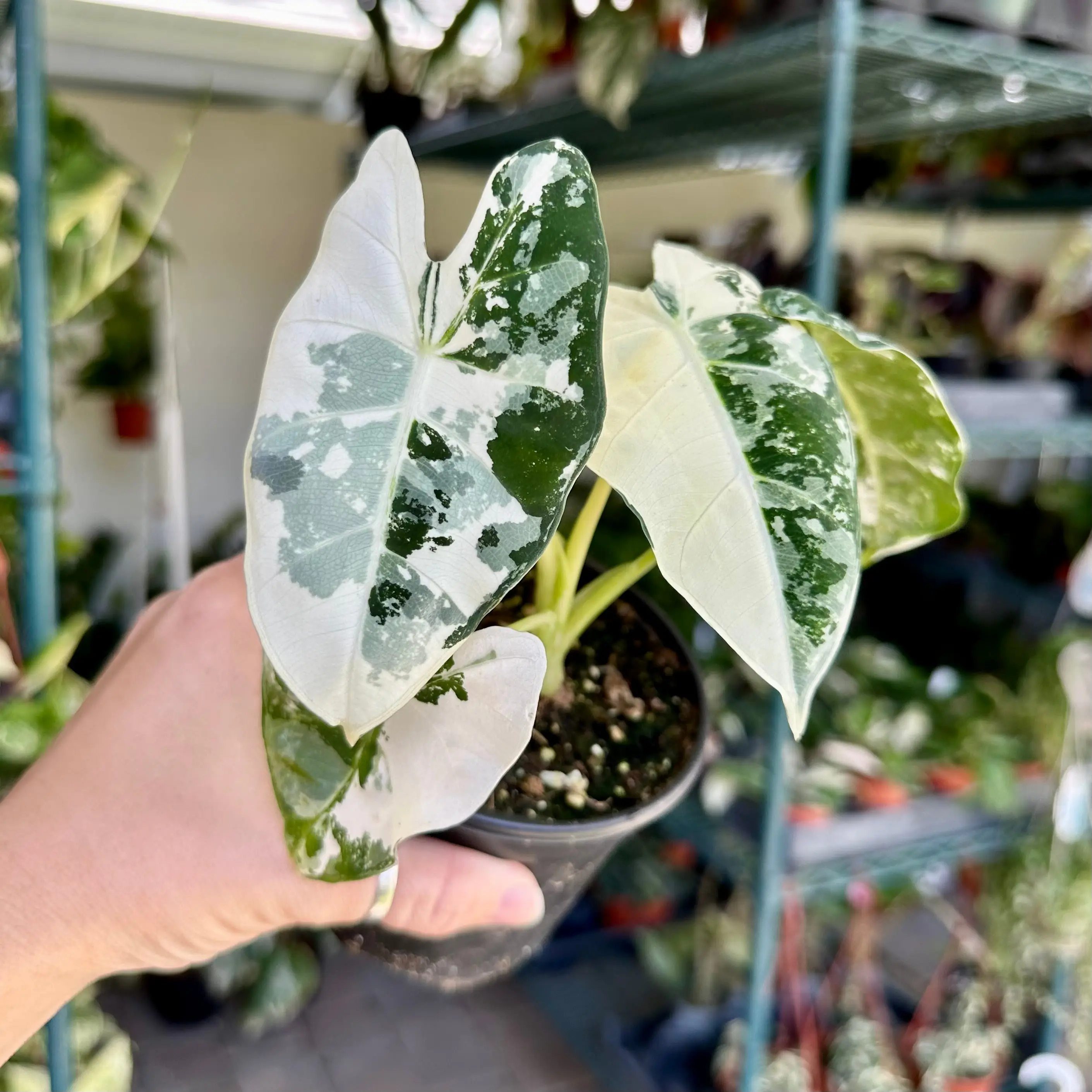 4" Alocasia ‘Frydek’ variegated