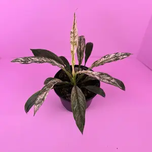 RARE Spathiphyllum Sensation Variegated 6” | Variegated Peace Lily