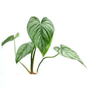 Philodendron sodiroi aff