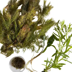 Shrimp Aquarium Plant Bundle, Hornwort, Crypt, Java Moss, & Stellatus - Easy beginner live plants with high surface area for shrimp to forage on!
