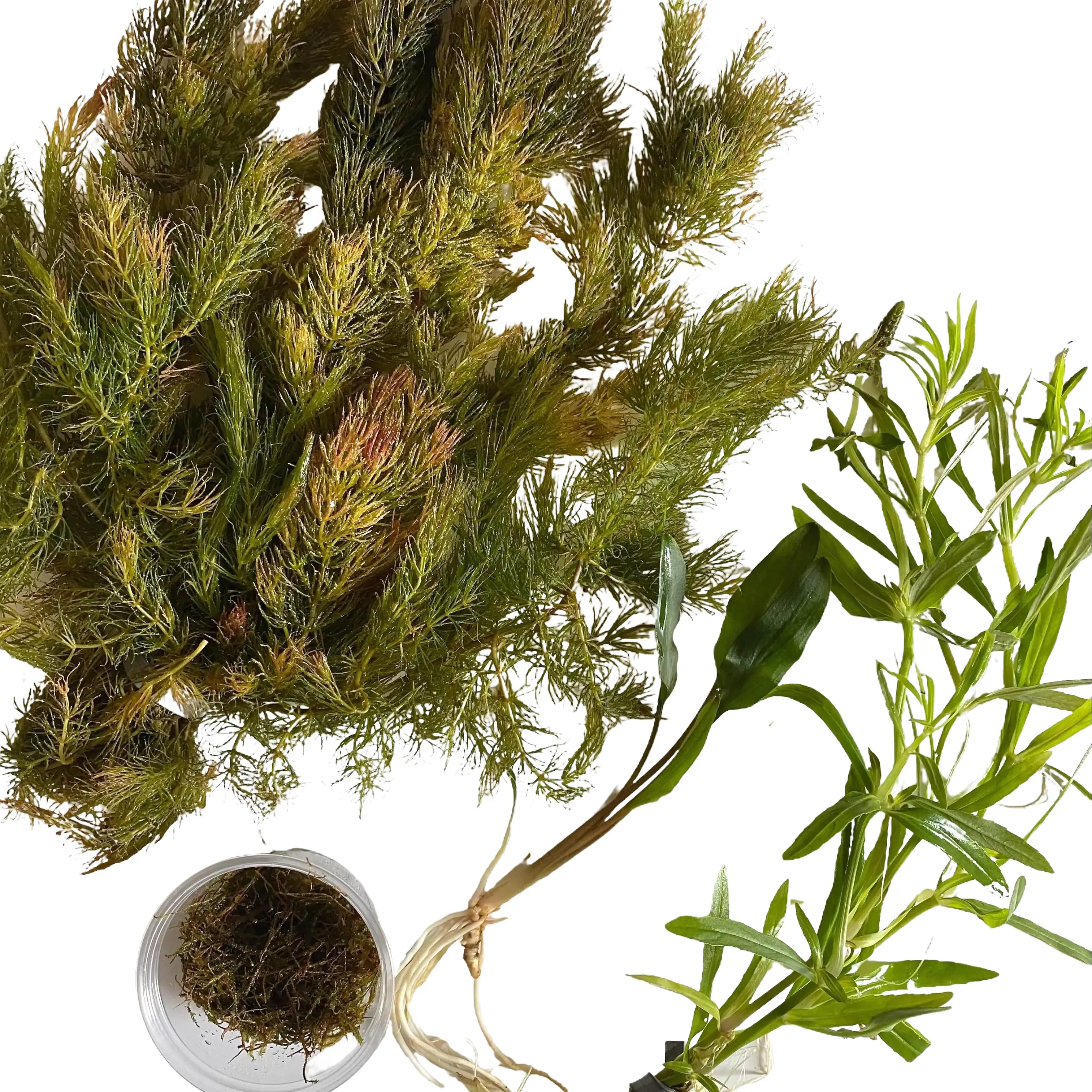 Shrimp Aquarium Plant Bundle, Hornwort, Crypt, Java Moss, & Stellatus - Easy beginner live plants with high surface area for shrimp to forage on!