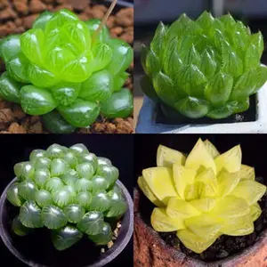 500 Succulent Plant Seeds – Non-GMO Assorted Mix, Beautiful & Low Maintenance, Perfect for Indoor Decoration, Balcony Pots & Eco-Friendly Gardening Projects