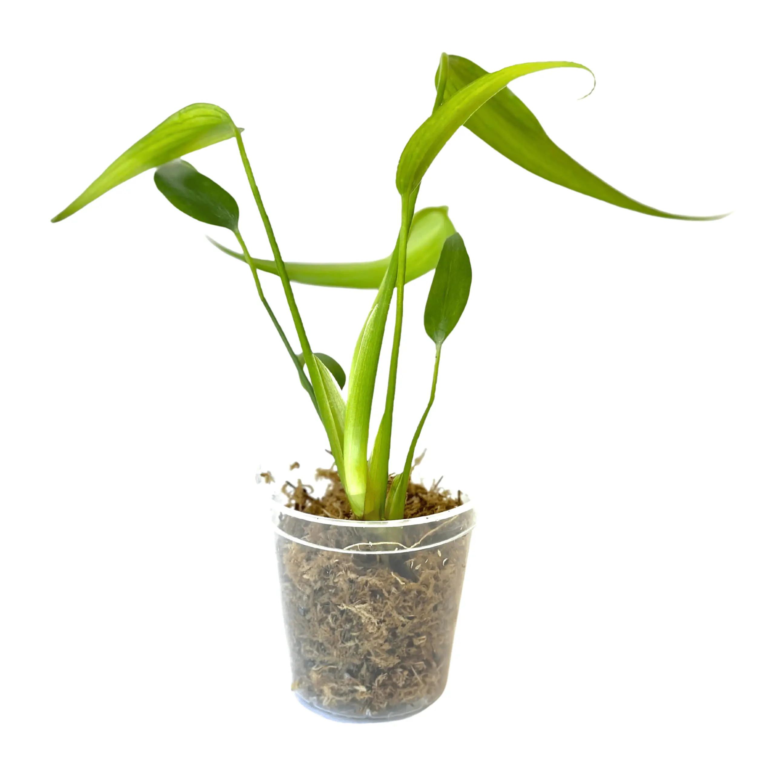 Monstera Burle Marx Flame Live Plant - Rare Starter Indoor Tropical House Plants - Ideal for Home and Garden