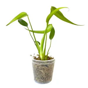 Monstera Burle Marx Flame Live Plant - Rare Starter Indoor Tropical House Plants - Ideal for Home and Garden