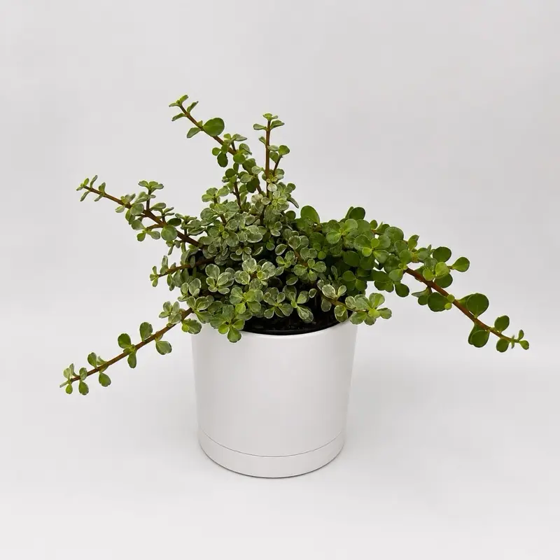 Portulacaria Afra Variegated 'Elephant Bush' 6” Pot, Easy Beginner-Friendly Low-Maintenance Indoor Succulent Plant (Variegated Jade Alternative)