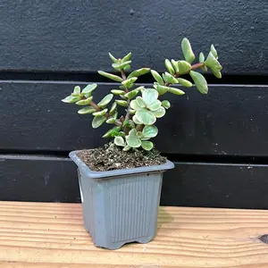 Portulacaria Afta succulent 2 Inch pot (variegated)