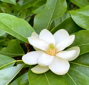 Sweetbay Magnolia Tree, 6-12 Inch Magnolia Trees Live Plants for Planting Outdoor, 4 Inch Pot Fragrant White Flowers Plant, Dormant in Winter