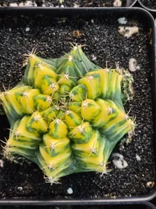Gymnocalycium Mihanovichii “Yellow Spider” Clone Grower's Choice or Pick Live