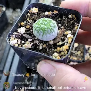 Pseudolithos Migiurtinus 2 inch baby picked live