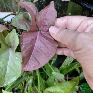 Syngonium Pink- Rooted Starter plant