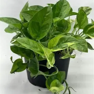 6" Pothos Lemon Meringue – Indoor Live Plant, Golden Yellow & Green Variegation, Trailing Pothos, Medium, Easy Care & Air Purifying, Bright Light Lover