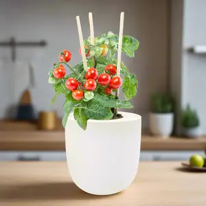 Sweetie Cherry Tomato Hydroponic Kit