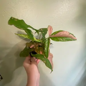 Pink Splash Syngonium - 4 inch pot,easy care