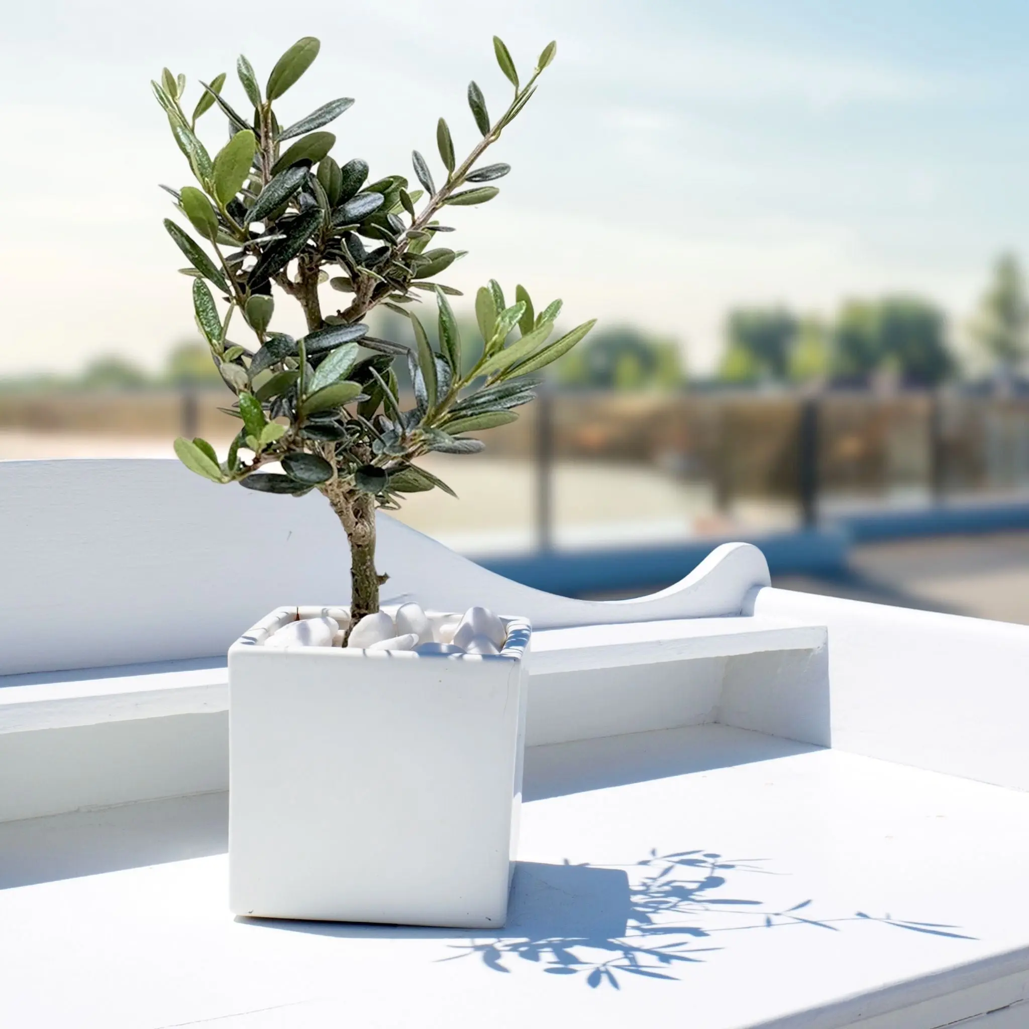 Common Olive Tree