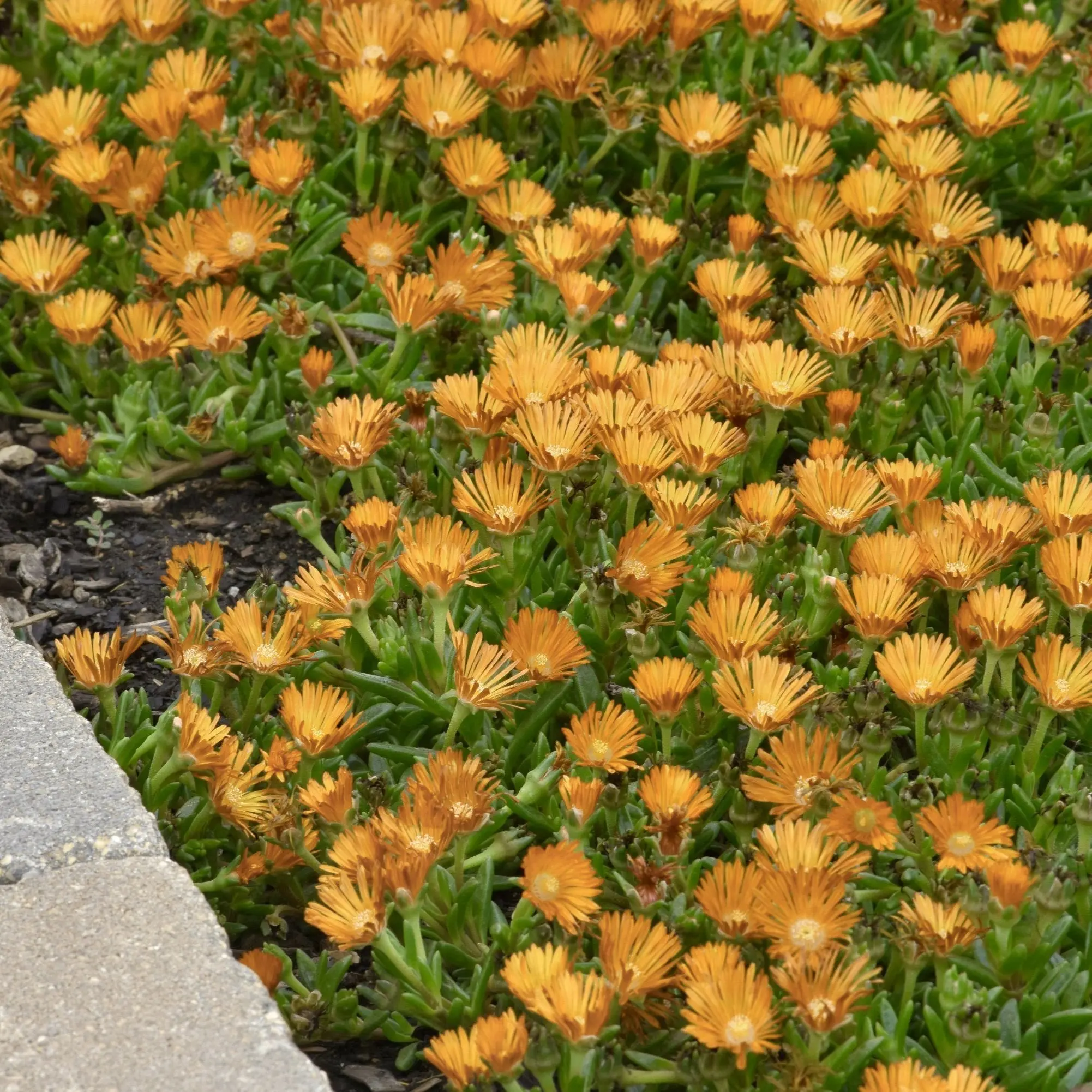 4 Piece Delosperma 'Orange Crush' - 2.5" Pot