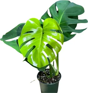 Monstera Deliciosa Live Plant with 4 Inch Pot - Live Monstera Plant Split Leaf Houseplant - Fenestrated Live Indoor Plant for Home Office Wedding Decor & Birthday Gift