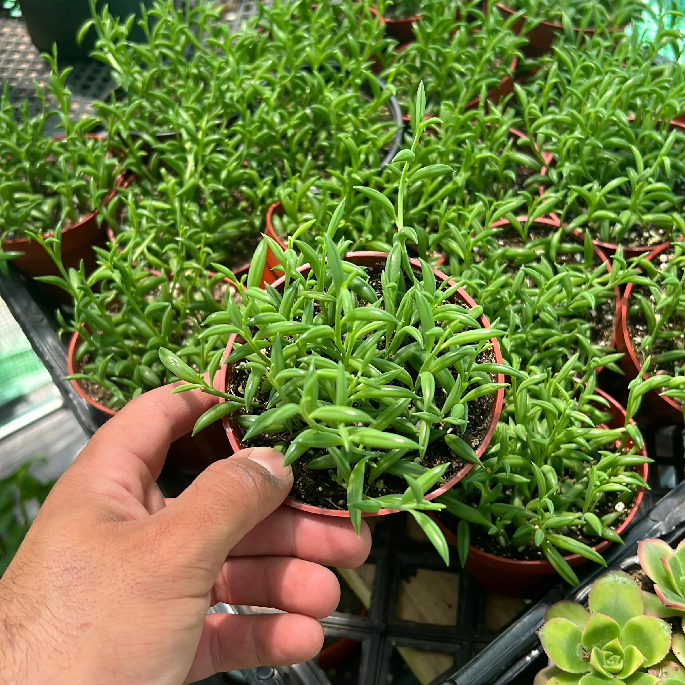 string of bananas | 4” string of bananas | 4”