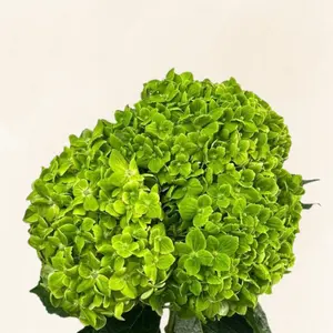 Hydrangeas Green Emerald - Grade 6-6.5" Diameter, 60-65 cm StemElegant Wedding & Event Flowers