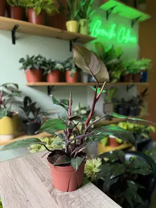 6" Pink Princess Philodendron | Rare Variegated Indoor Plant | Collector Houseplant