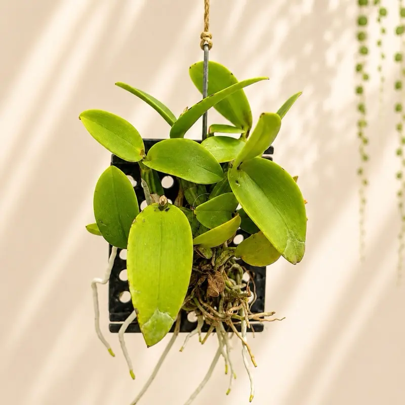 Schomburgkia Hybrid Orchids, Indoor Live Plants for Home Garden Supplies