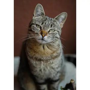 Tabby - Paint By Number